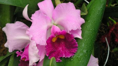 Elegant Pink Orchids in Bloom wallpaper