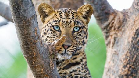Mesmerizing Gaze of the Leopard wallpaper