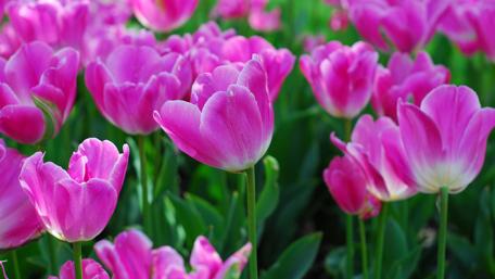 Pink Tulip Symphony in Bloom wallpaper