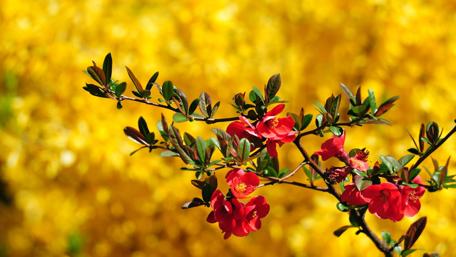 Vibrant Blossoms Against a Golden Background wallpaper