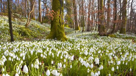 Blooming Snowdrops in a Tranquil Forest Scene wallpaper