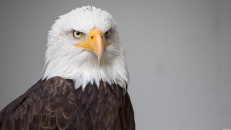 Majestic Eagle Gaze in 4K Resolution wallpaper
