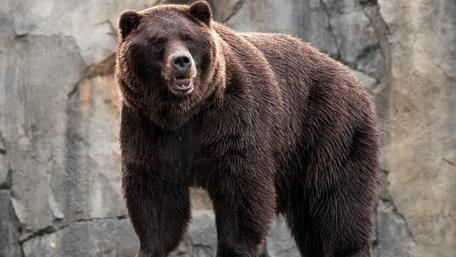Majestic Grizzly Bear in Nature's Embrace wallpaper