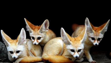 Fascinating Group of Fennec Foxes Exploring Their Surroundings wallpaper