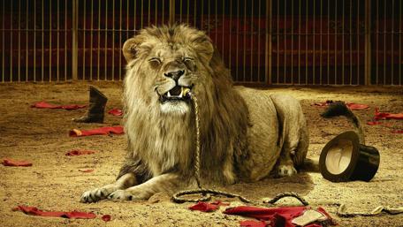 Circus lion wallpaper