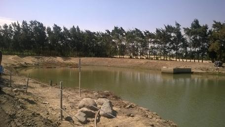 Serene Nature by a Tranquil Pond wallpaper