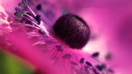 Fuchsia Poppy Dreamscape wallpaper