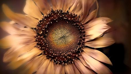 Golden Sepia Sunflower Delight wallpaper