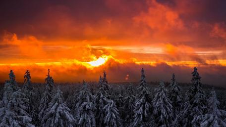 Majestic Sunset Over Snowy Pines wallpaper