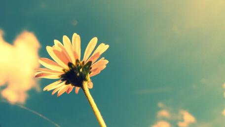 Delicate Flower Against a Serene Sky wallpaper