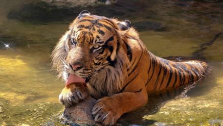 Tiger's Calm Moment by the Water's Edge wallpaper
