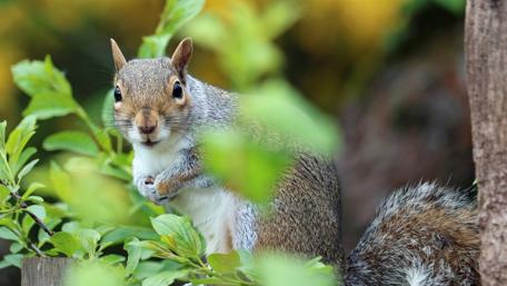 Charming Squirrel Amidst Greenery wallpaper