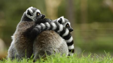 Adorable Lemurs Embracing Friendship wallpaper