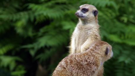 Playful Meerkats in Nature Scene wallpaper
