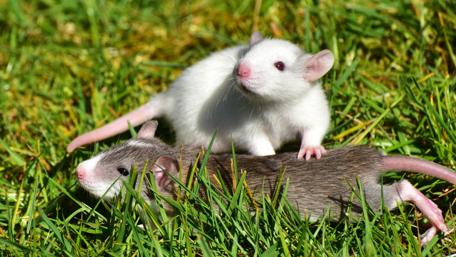 Cute Mice Exploring Their Green Playground wallpaper