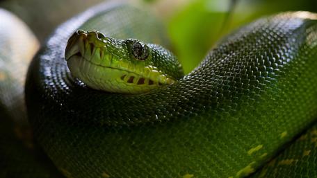 Vibrant Green Python Captured in Detail wallpaper