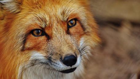 Adorable Fox Close-Up in 4K wallpaper