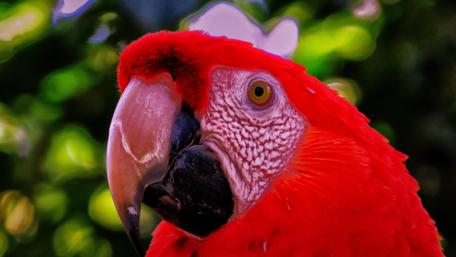 Vibrant Scarlet Macaw Portrait in Nature wallpaper