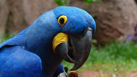 Vibrant Blue Parrot Close-Up Wallpaper wallpaper