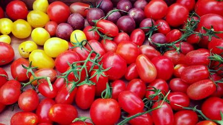 Vibrant Tomato Medley Wallpaper wallpaper