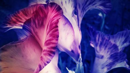 Mystical Night Blooms in Blue Shades wallpaper