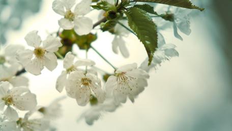 Radiant Cherry Blossoms in Springtime Light wallpaper