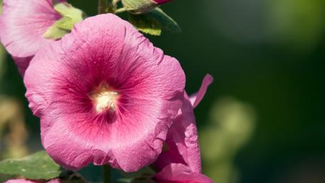 Vibrant Pink Hollyhocks in Full Bloom wallpaper