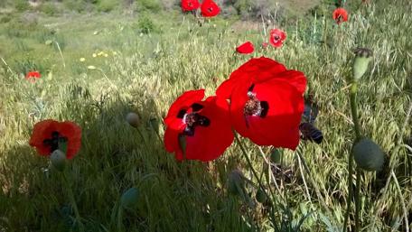 Vibrant Poppies in Bloom Amidst Greenery wallpaper