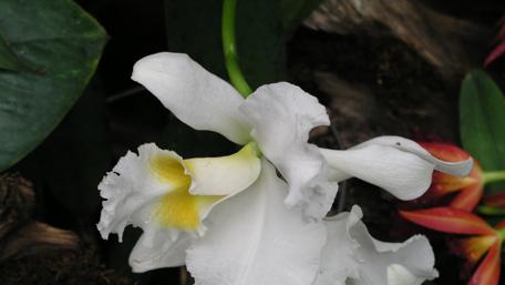 Elegant White Orchid in Blooming Splendor wallpaper