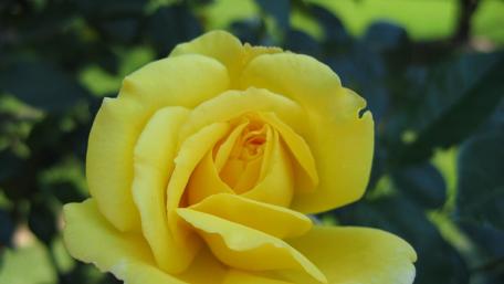 Golden Elegance in Bloom wallpaper