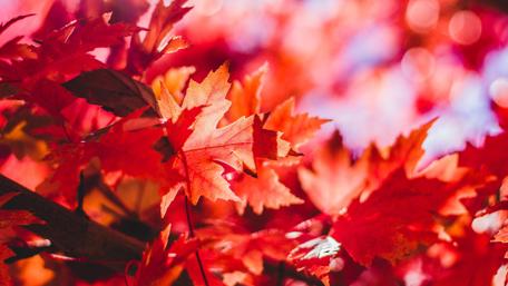 Autumn's Brilliant Red Leaves Glow Brightly wallpaper