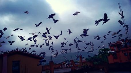 Pigeons Soaring Through the Sky Together wallpaper