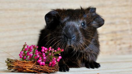 Charming Guinea Pig with Flowers wallpaper
