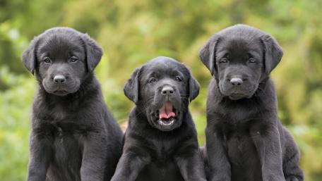 Adorable Black Labrador Puppies in a Playful Pose wallpaper