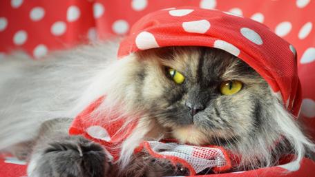 Stylish Cat in Fashionable Headwear wallpaper