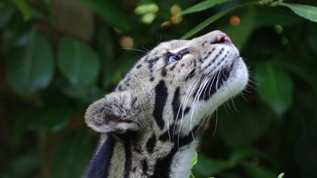 Majestic Gaze of the Wild Cat wallpaper