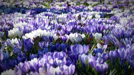 Springtime Crocus Bliss wallpaper