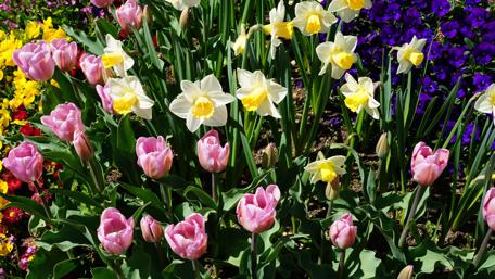 Spring Blooming Flower Garden in Stunning Detail wallpaper