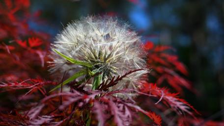 Delicate Dandelion Against Fiery Leaves wallpaper