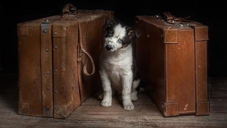 Puppy and Suitcases Adventure Awaits wallpaper