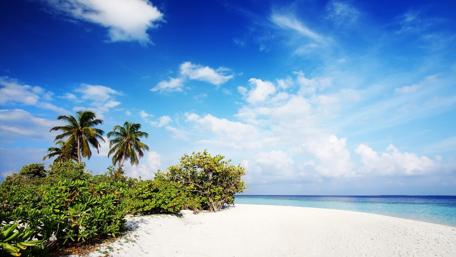 Exotic beach with palm trees wallpaper