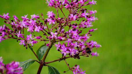 Vibrant Purple Blooms in Nature's Embrace wallpaper