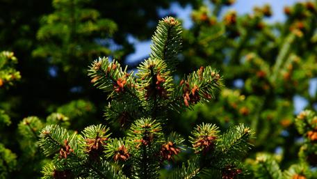 Vibrant Evergreen Tips Reaching for the Sky wallpaper