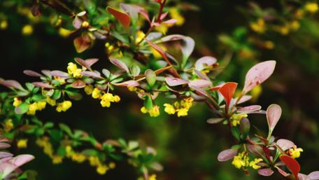 Vibrant Yellow Blossoms Among Lush Greenery wallpaper