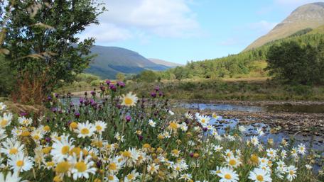 Tranquil Riverbank Blossoms in Nature's Embrace wallpaper