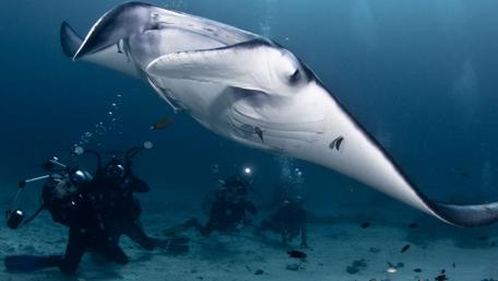 Majestic Underwater Glide of the Giant Stingray wallpaper