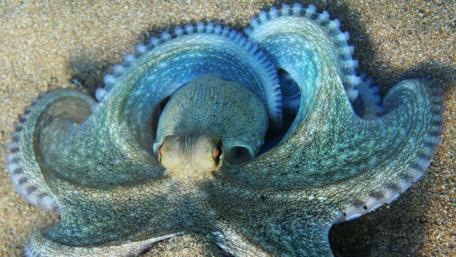 Graceful Blue Octopus Underwater Dance wallpaper