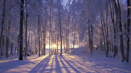 Serene Winter Wonderland Amidst Sunlit Snowy Trees wallpaper