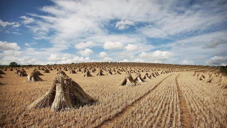 Summer Serenity in Golden Fields wallpaper