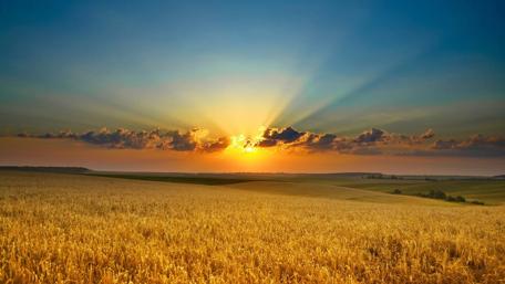 Golden Summer Sunset Over Fields wallpaper